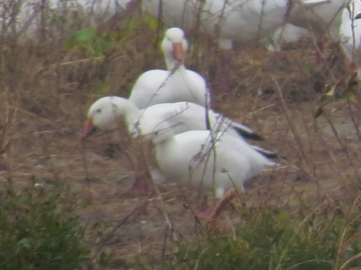 Ross's Goose - Audrey Whitlock