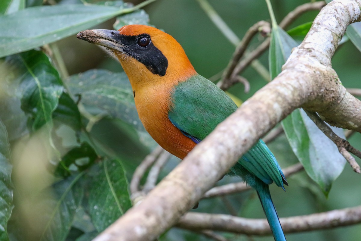 Rufous Motmot - Blair Dudeck