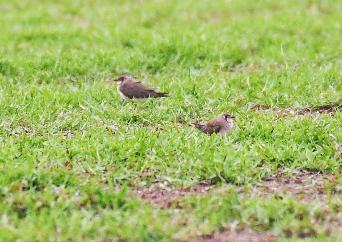 Oriental Pratincole - ML132071591