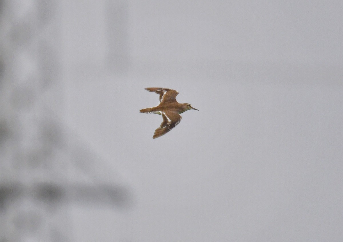 Common Sandpiper - ML132071691