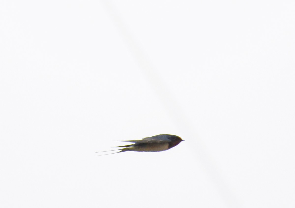 Barn Swallow - ML132072211