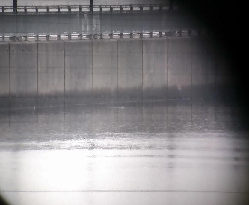 Red Phalarope - ML132072381