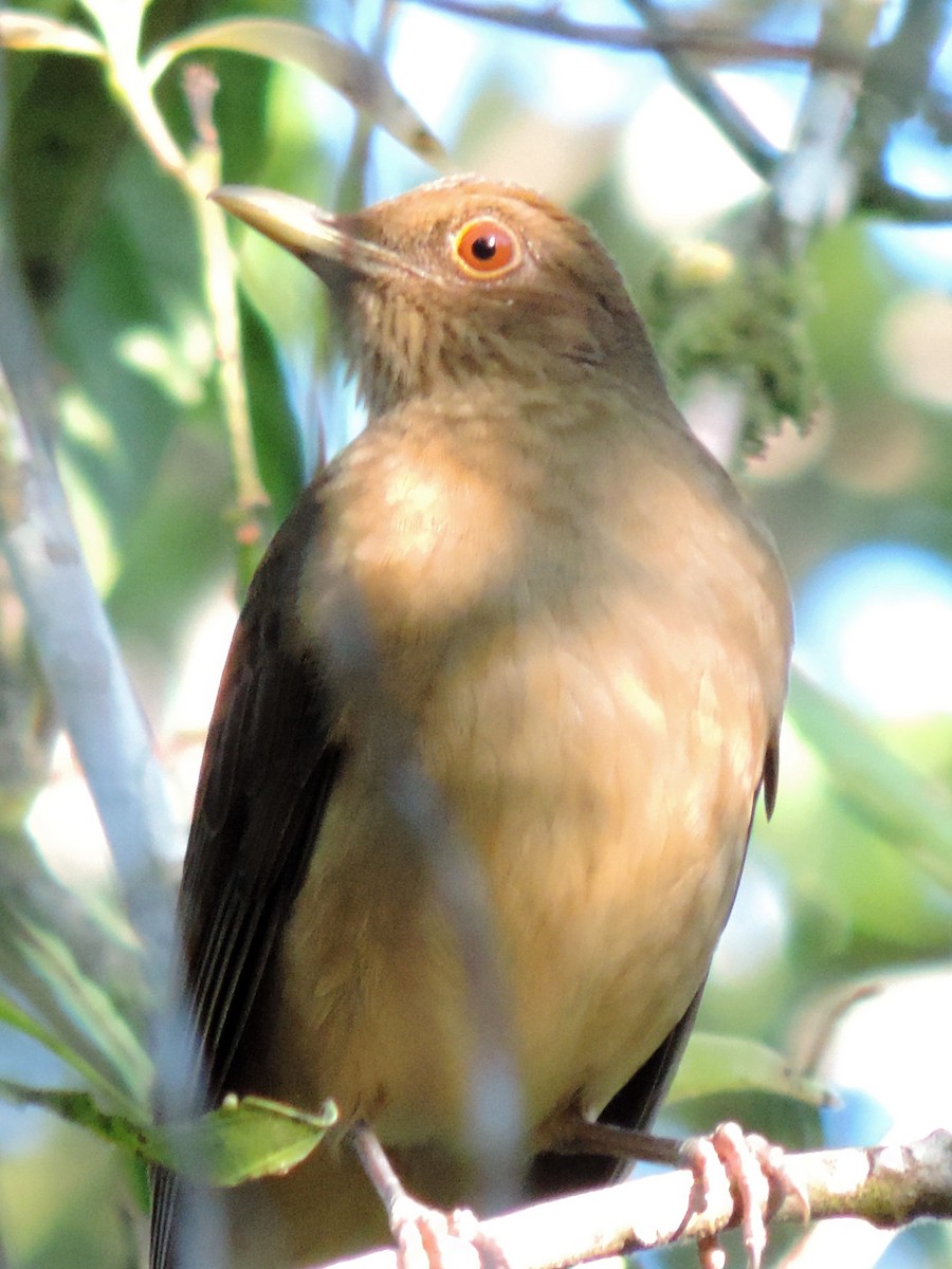 Clay-colored Thrush - ML132072581