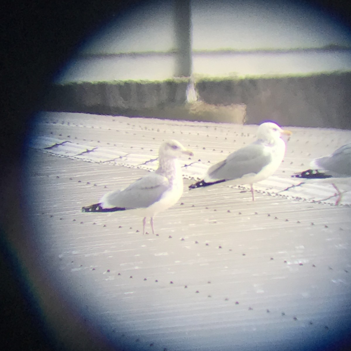 Herring Gull - Kendell Loyd