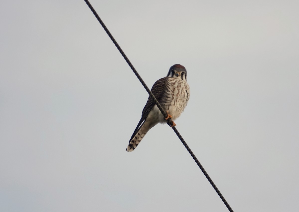 American Kestrel - Kathleen Horn