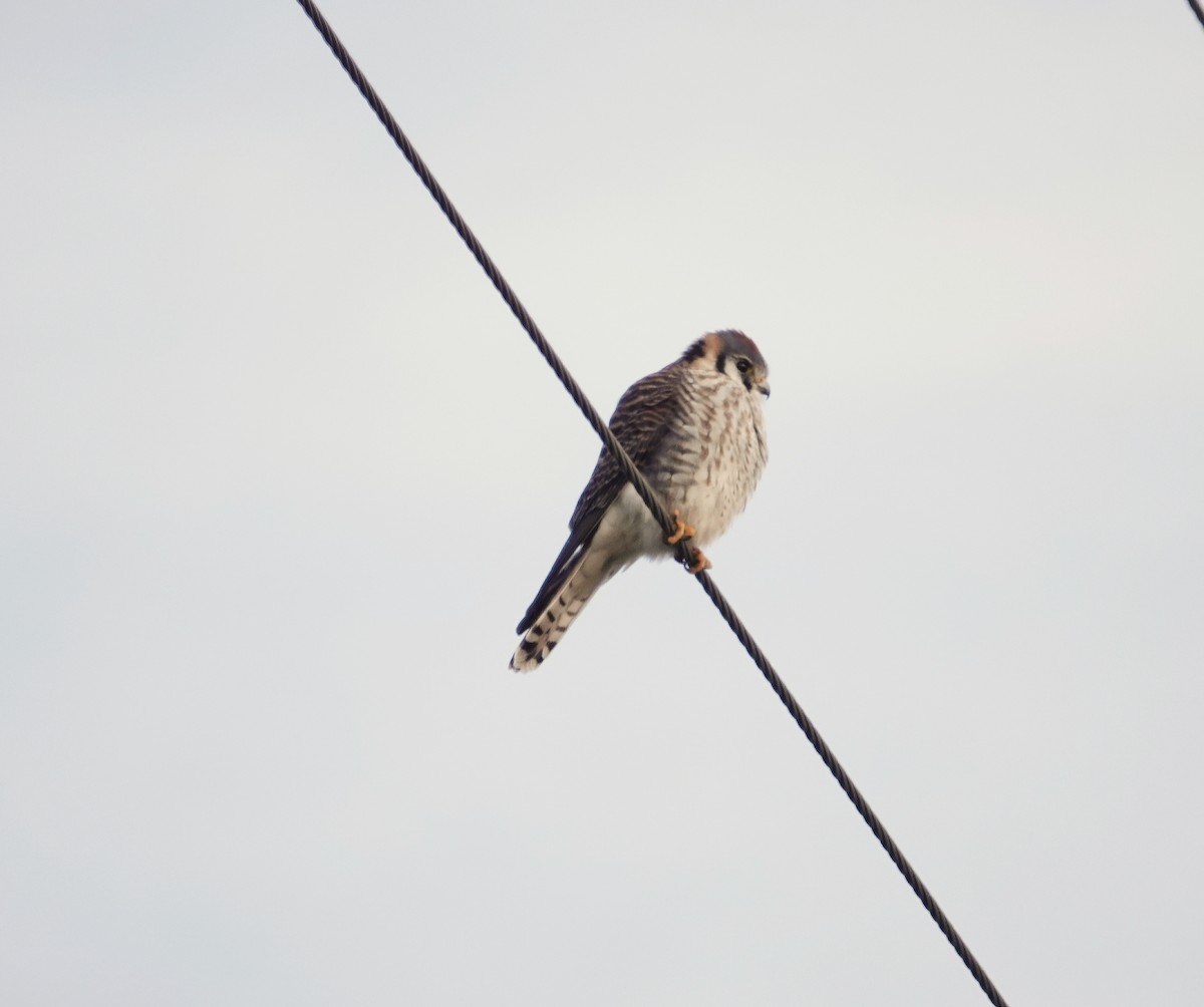 American Kestrel - Kathleen Horn