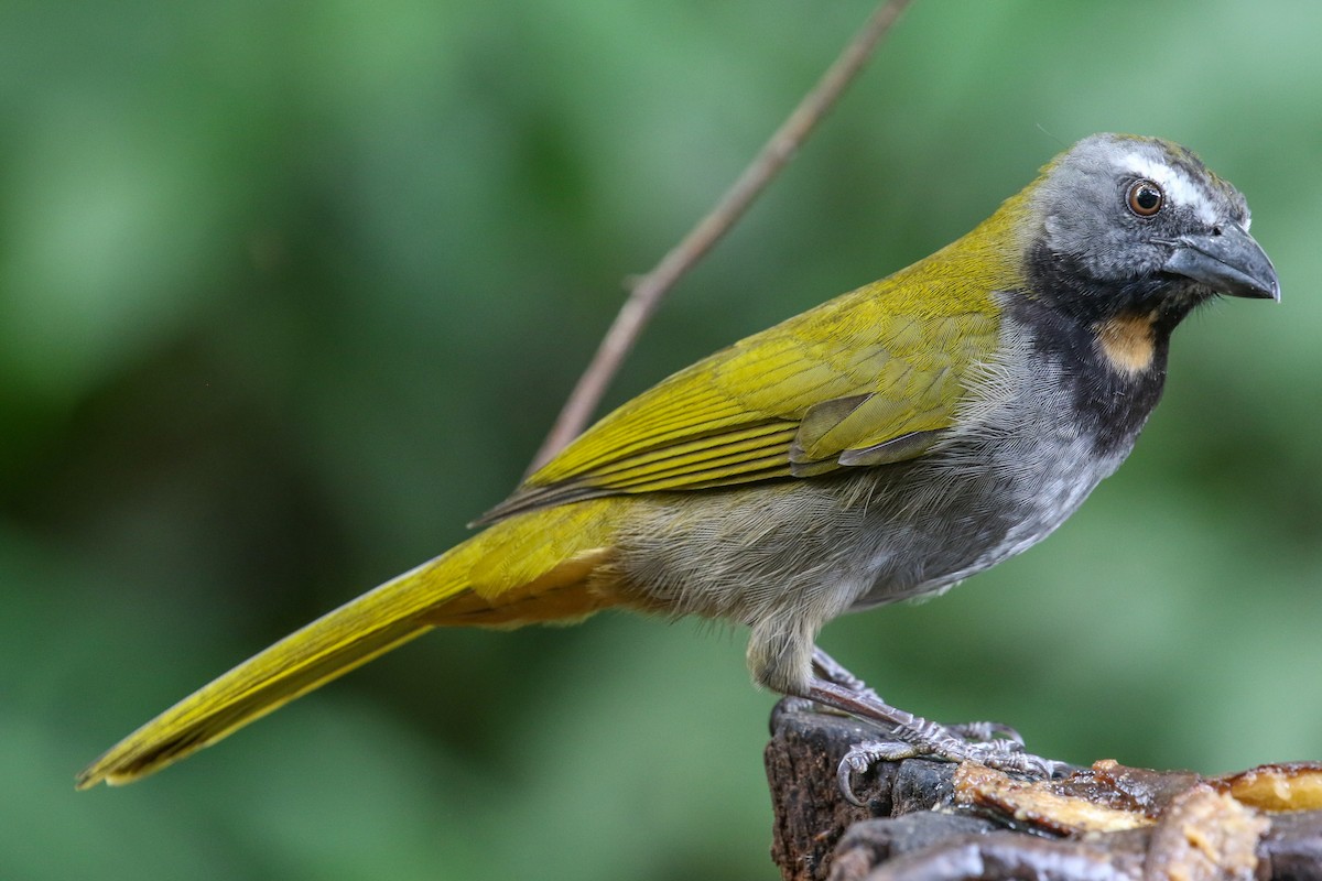 Buff-throated Saltator - Blair Dudeck