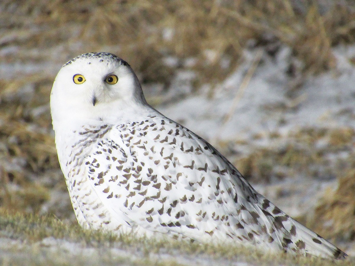 Snowy Owl - Nick A. Komar Jr.