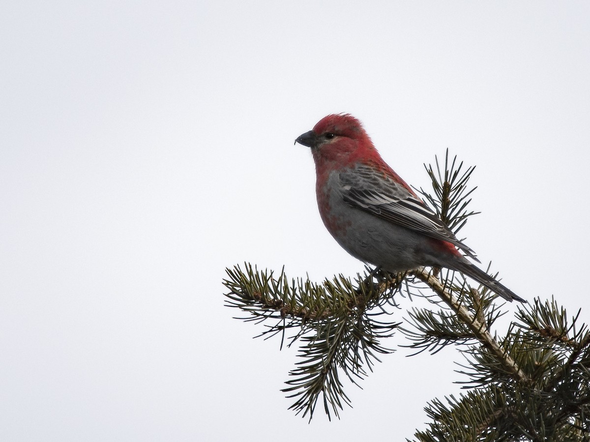 Pine Grosbeak - ML132079751