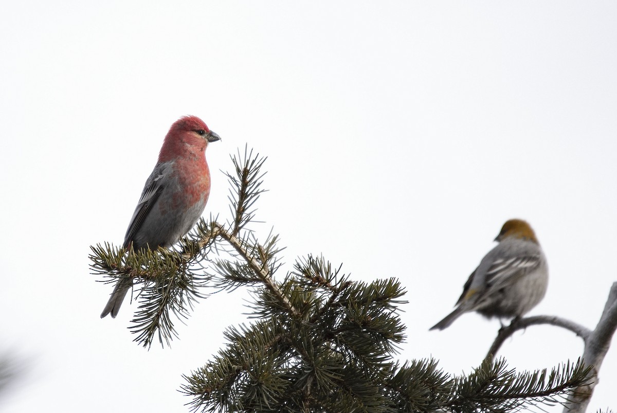 Pine Grosbeak - ML132079771