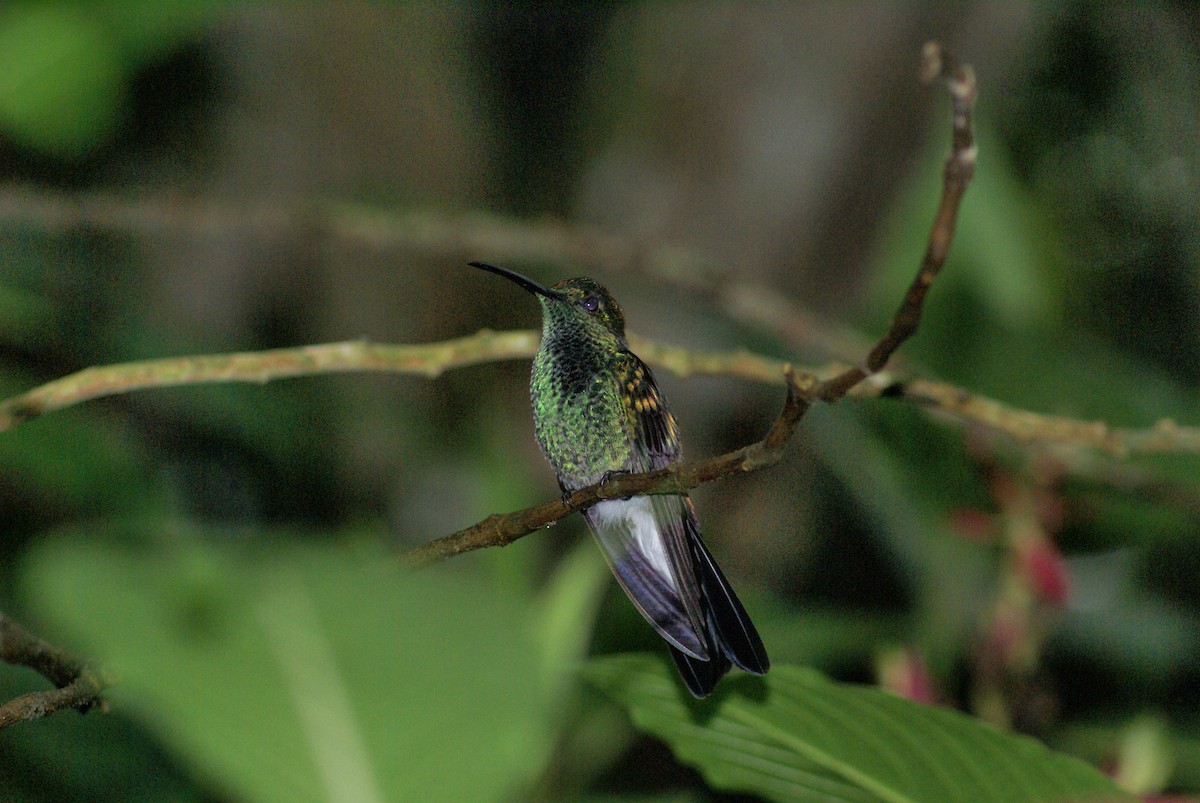 White-vented Plumeleteer - ML132082001