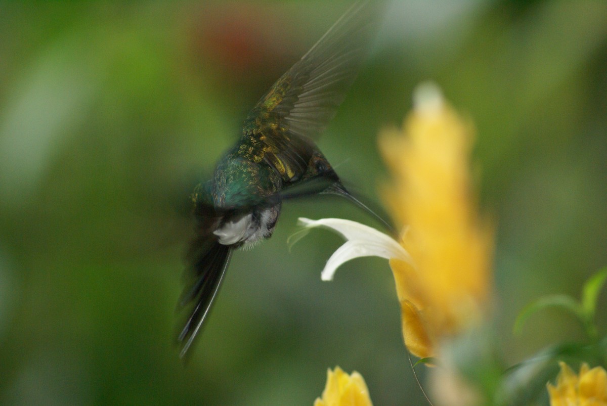 Blauschwanz-Buffonkolibri - ML132082021