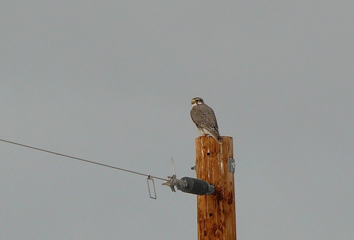 Prairie Falcon - ML132085961
