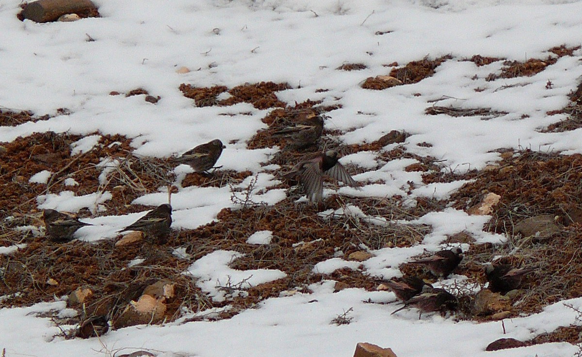 Black Rosy-Finch - ML132086021