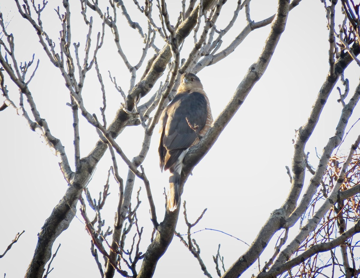 Cooper's Hawk - ML132086051