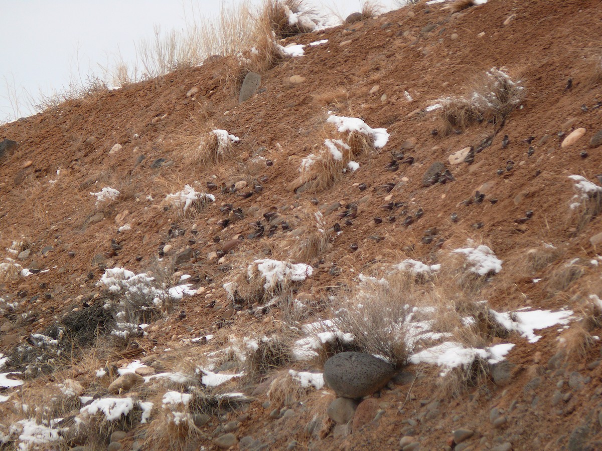 Brown-capped Rosy-Finch - ML132086611