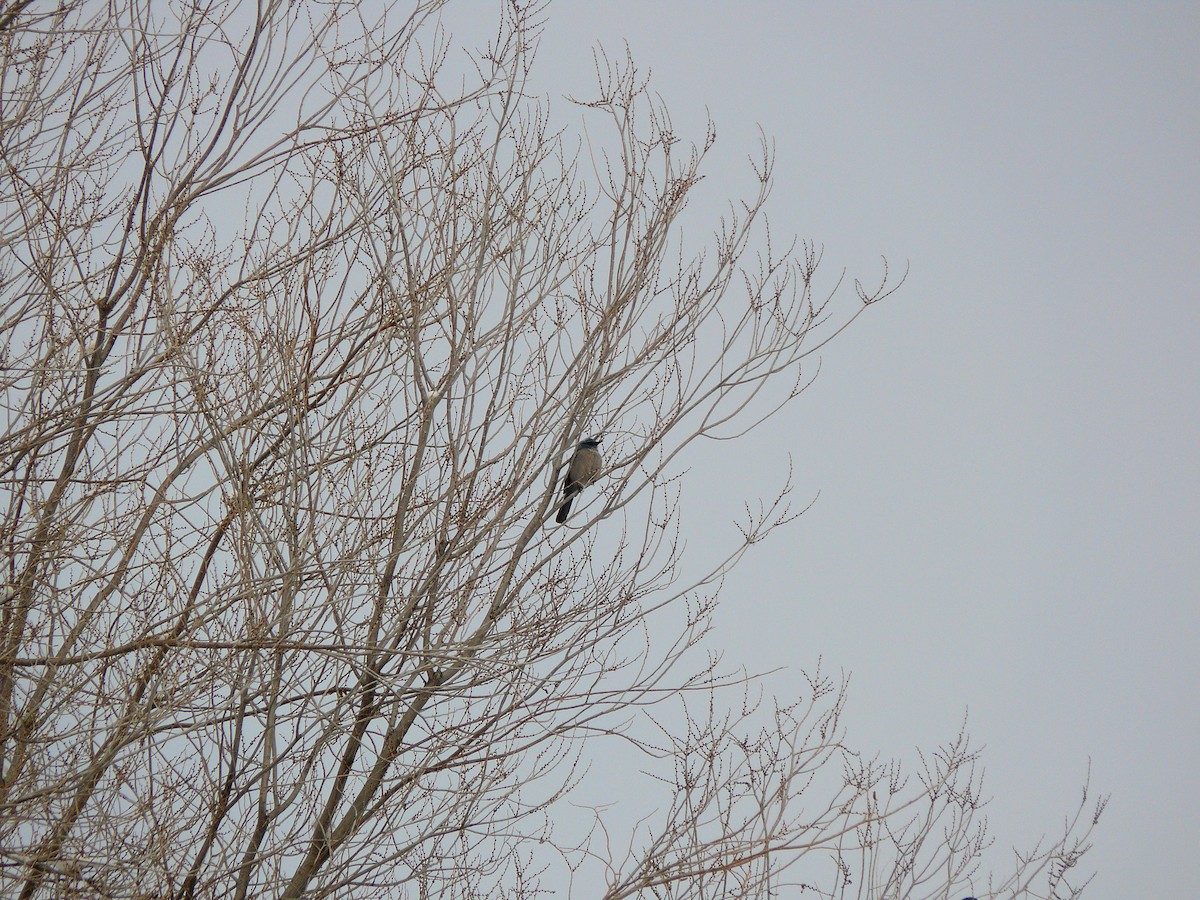 Woodhouse's Scrub-Jay - ML132086751
