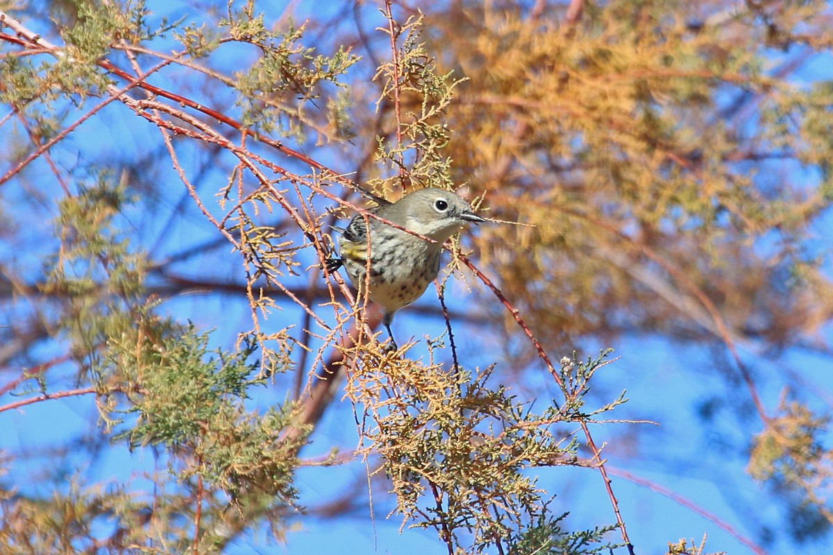 Пісняр-лісовик жовтогузий (підвид coronata) - ML132087191