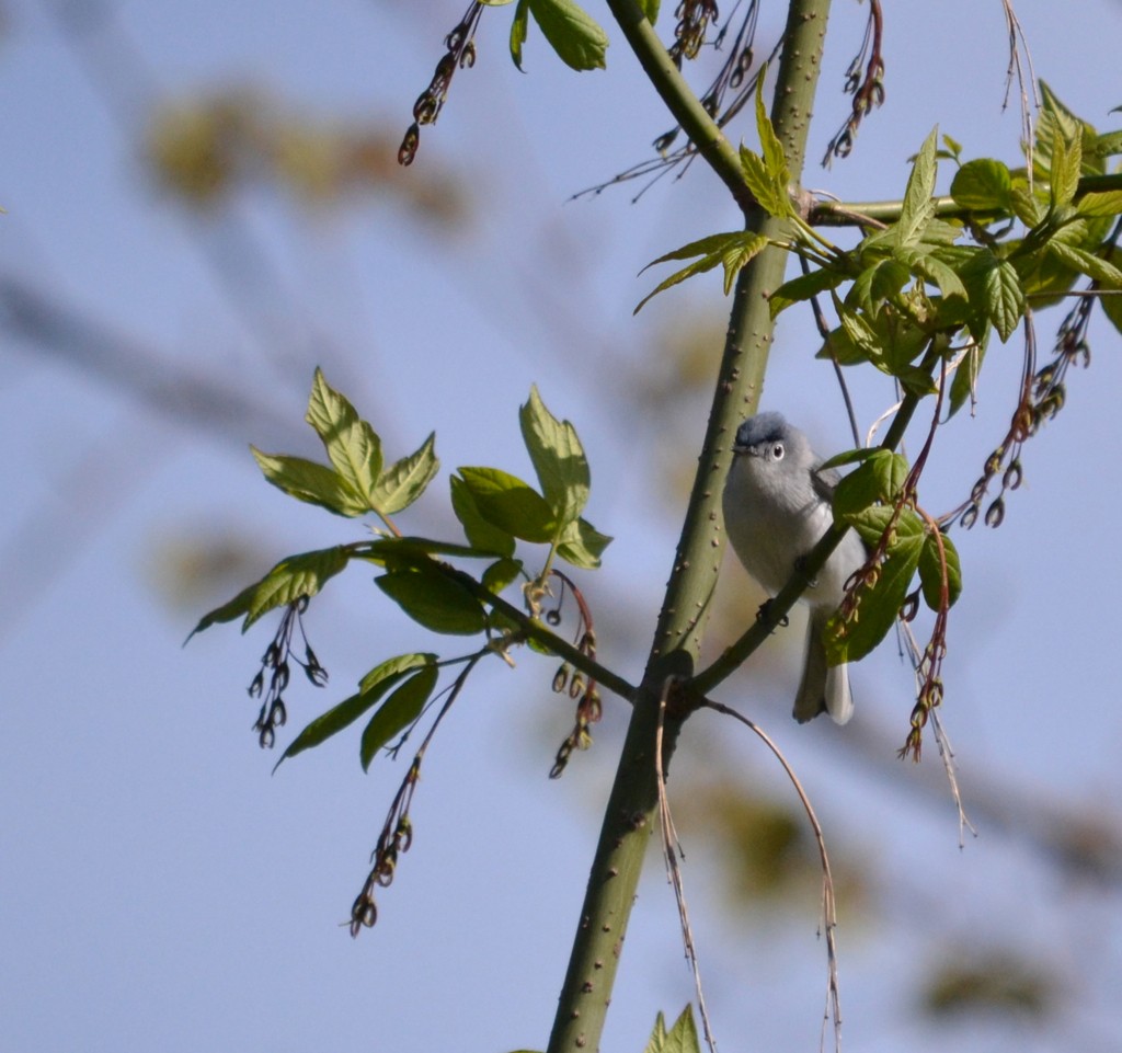 Gobemoucheron gris-bleu - ML132087561