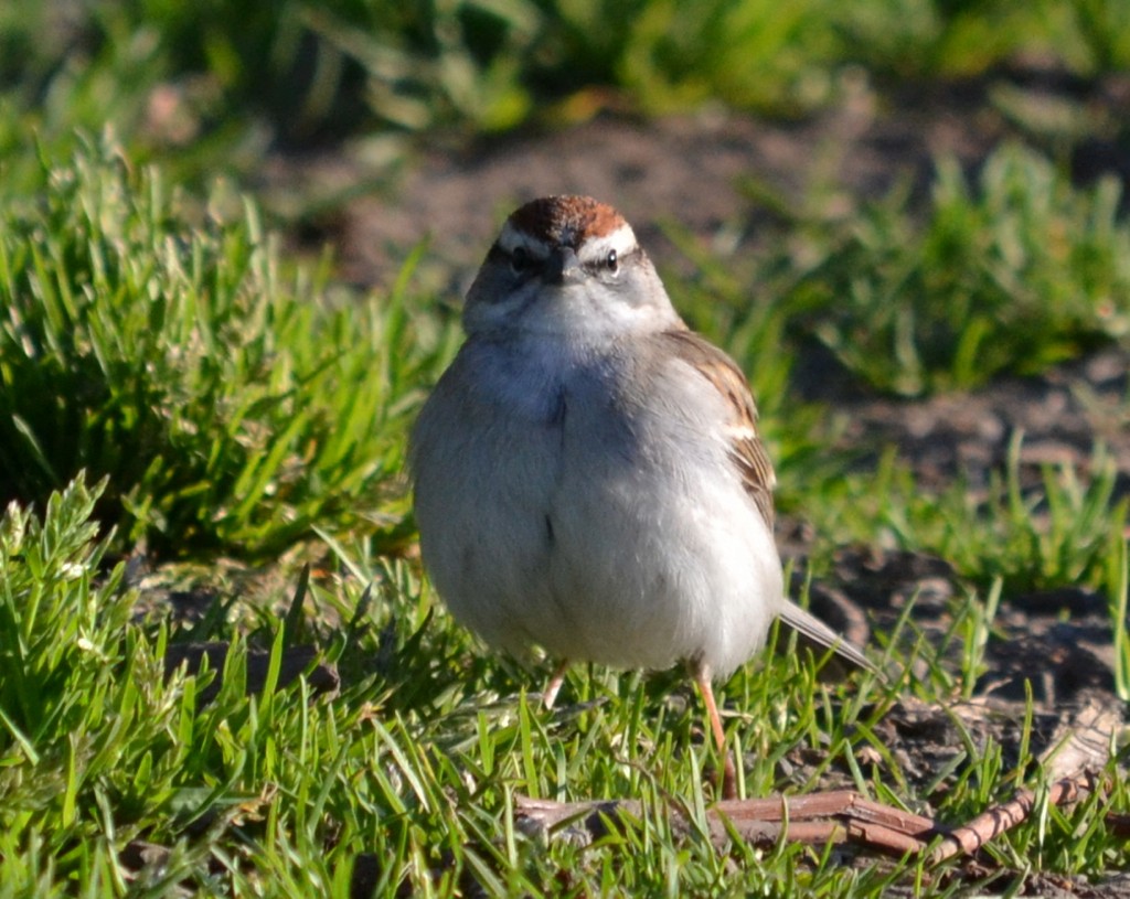 Chipping Sparrow - Ryan Bass