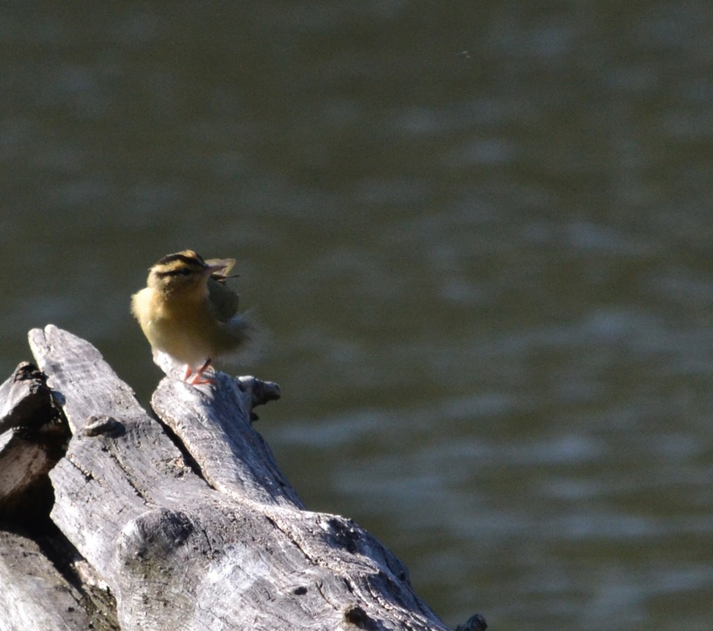 Worm-eating Warbler - Ryan Bass