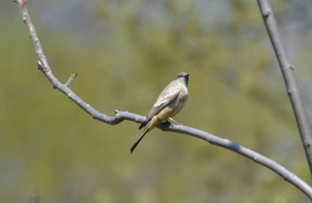 Say's Phoebe - Ryan Bass