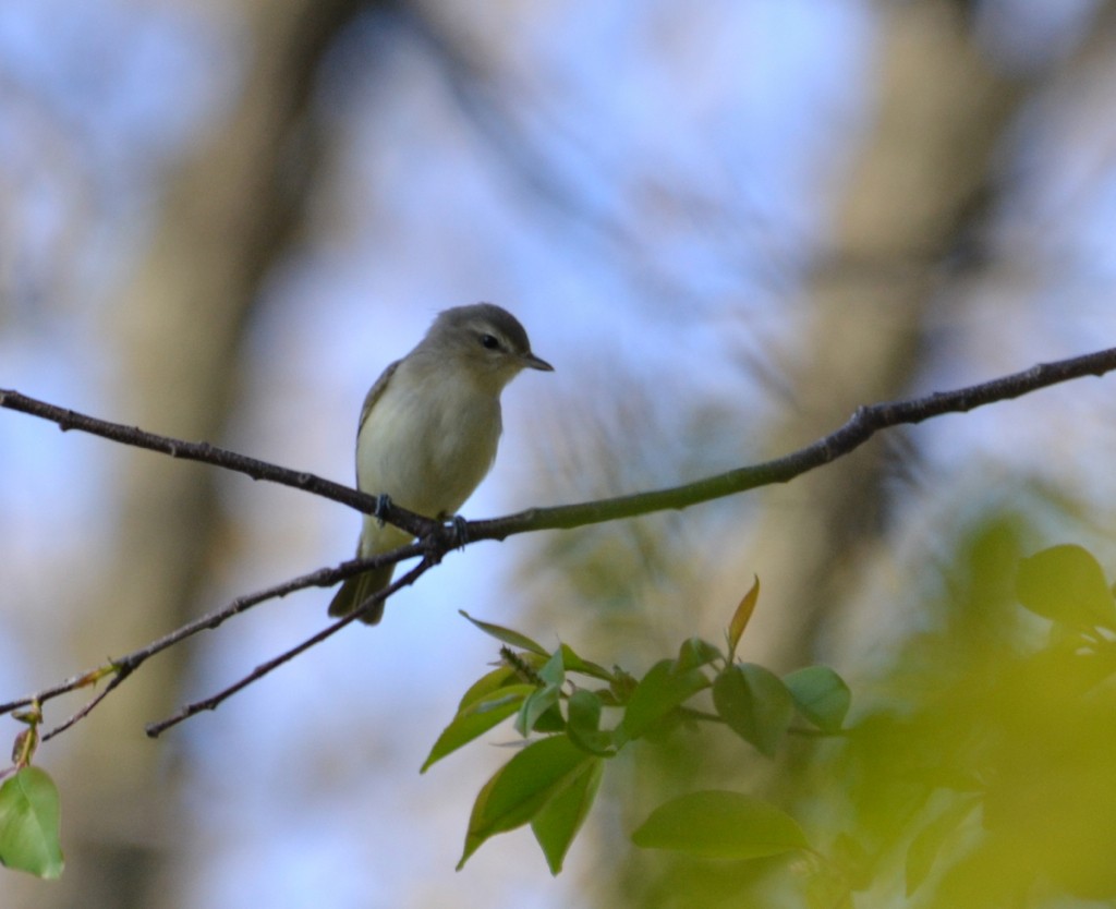 Warbling Vireo - Ryan Bass