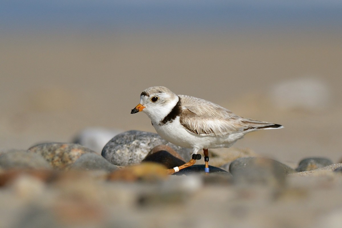 Piping Plover - Ryan Bass