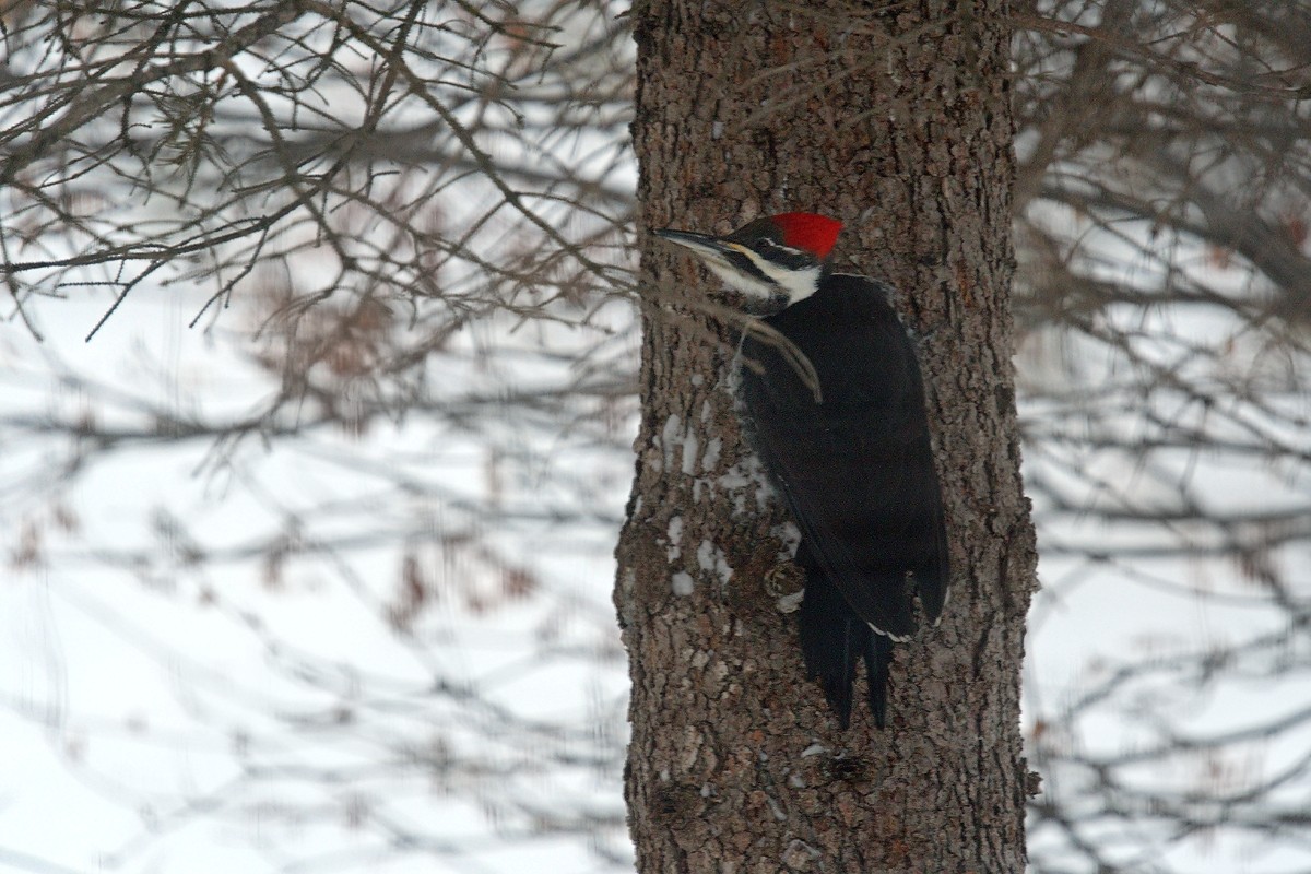 Pileated Woodpecker - ML132088311