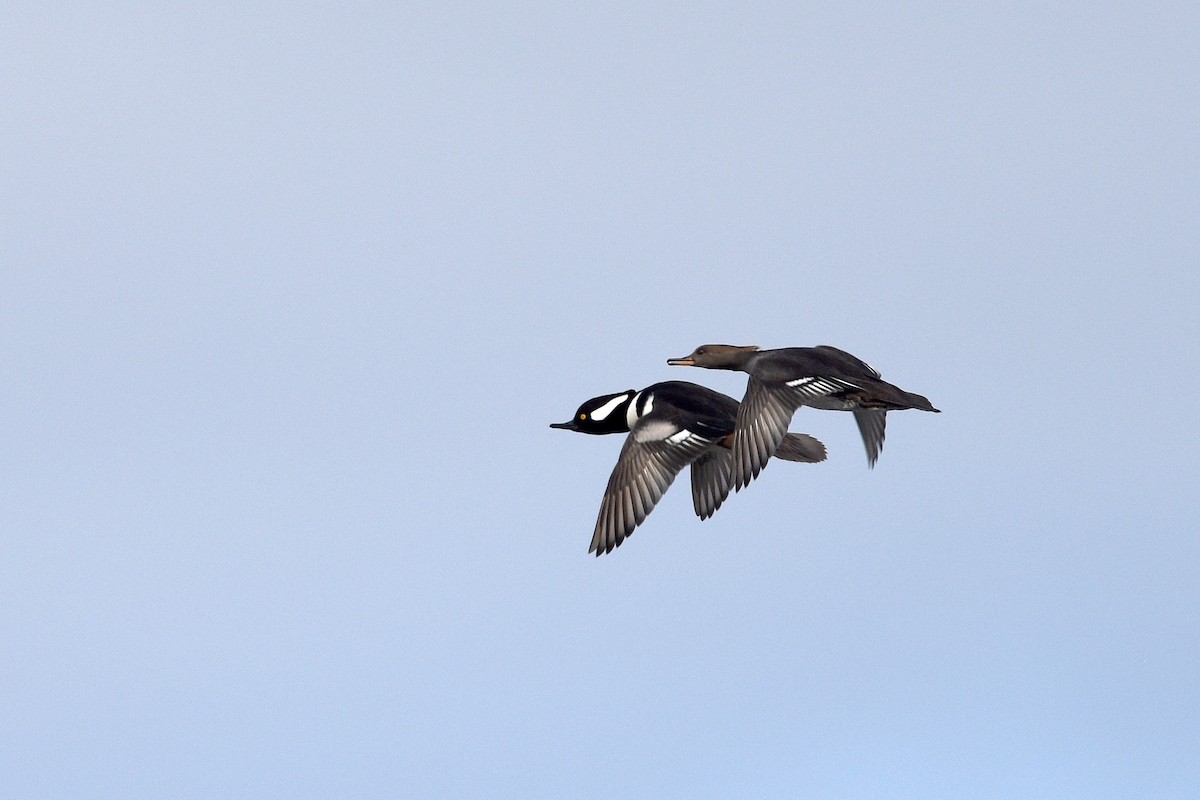 Hooded Merganser - ML132088491
