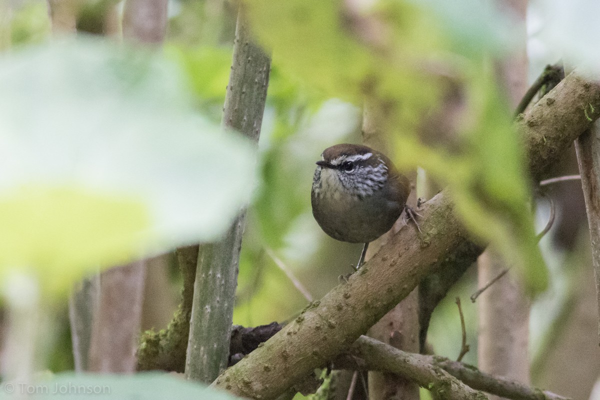 Gray-breasted Wood-Wren - ML132089131