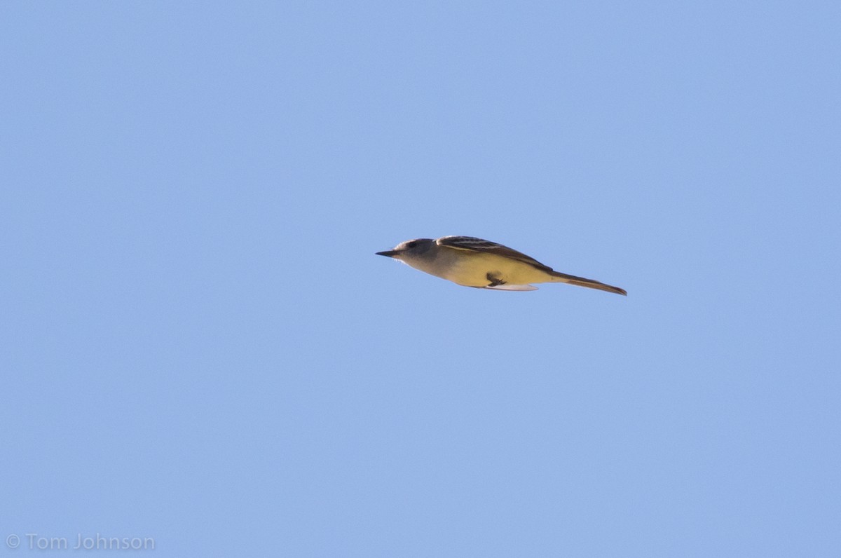 Ash-throated Flycatcher - ML132089531