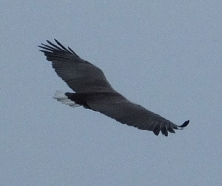 White-bellied Sea-Eagle - ML132089581