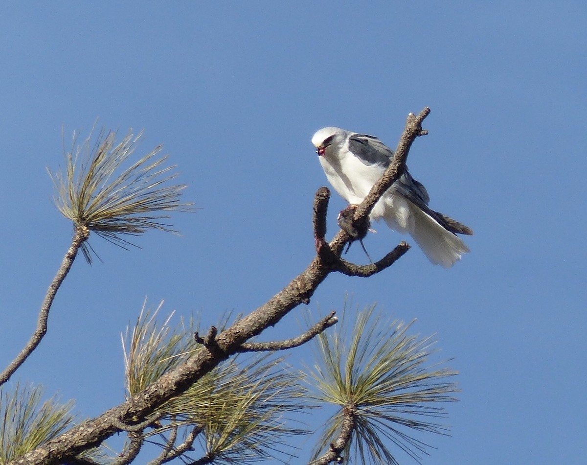 White-tailed Kite - ML132090421