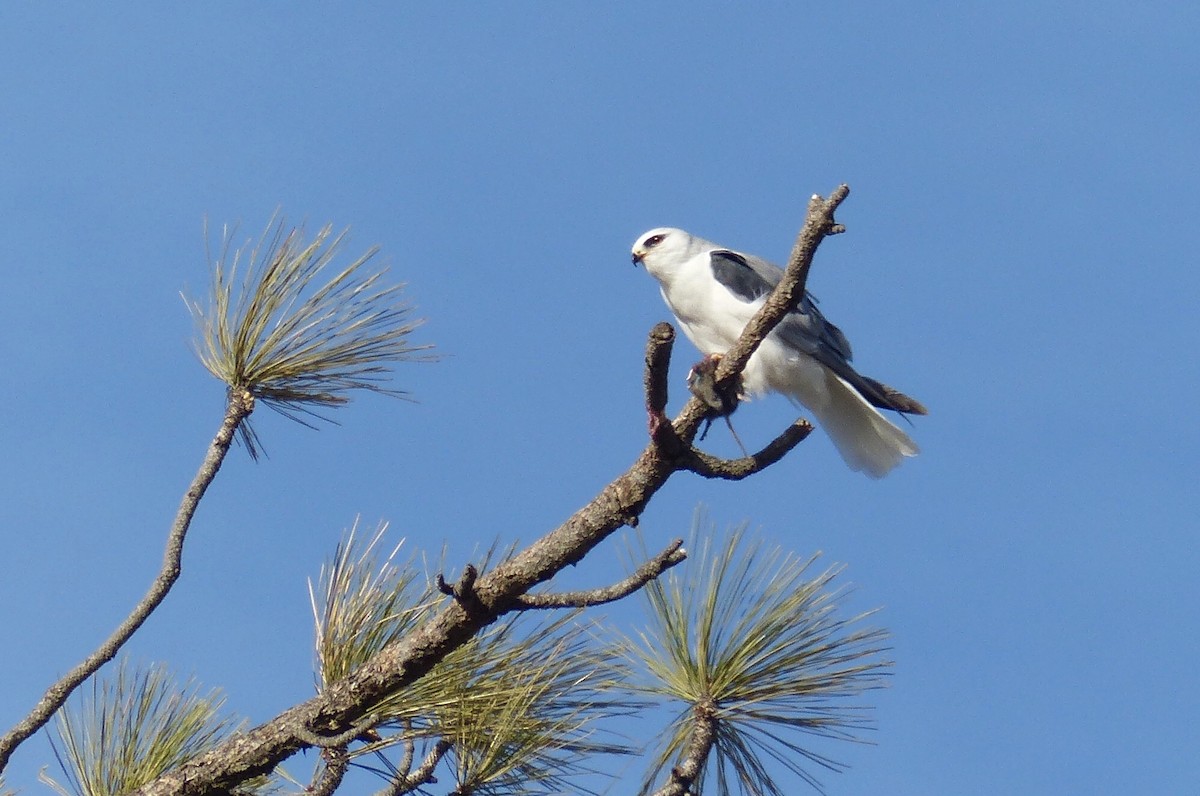 White-tailed Kite - Gary Gray