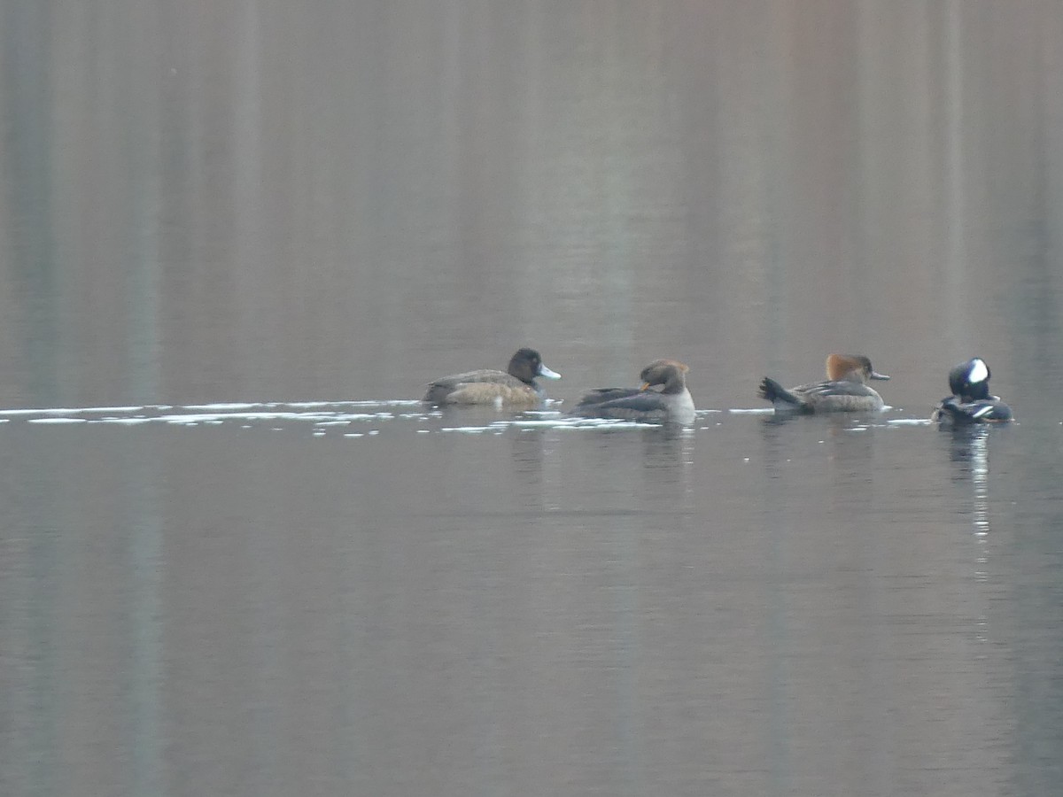 Lesser Scaup - ML132090811