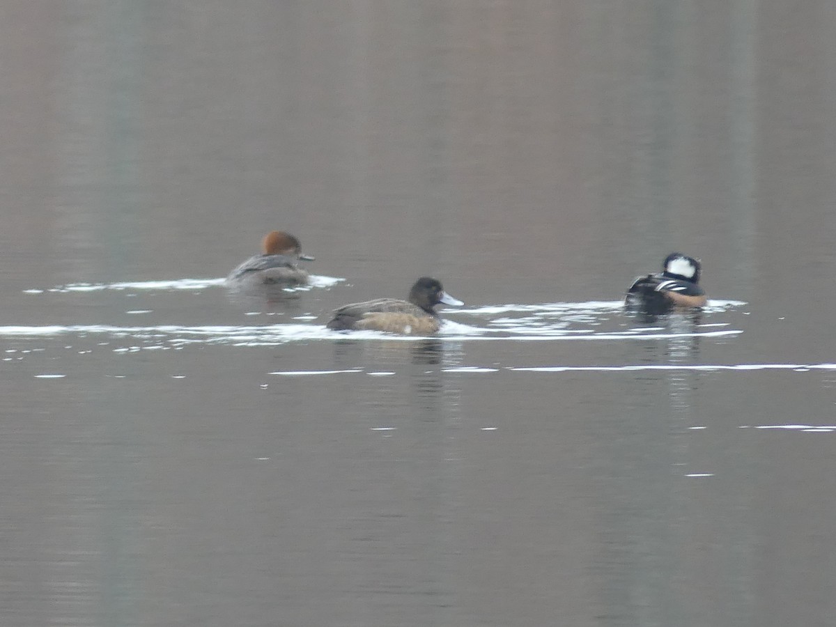 Hooded Merganser - ML132090981