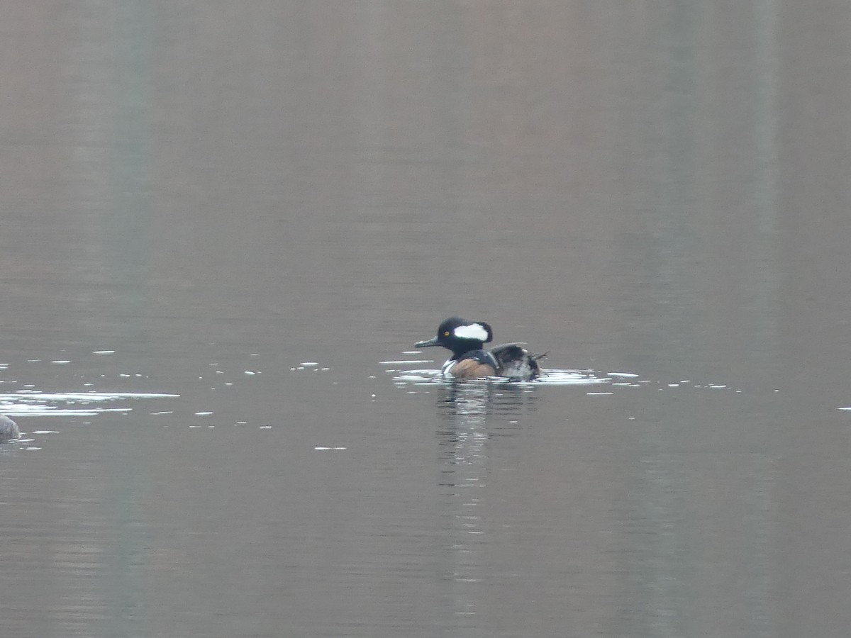 Hooded Merganser - ML132090991