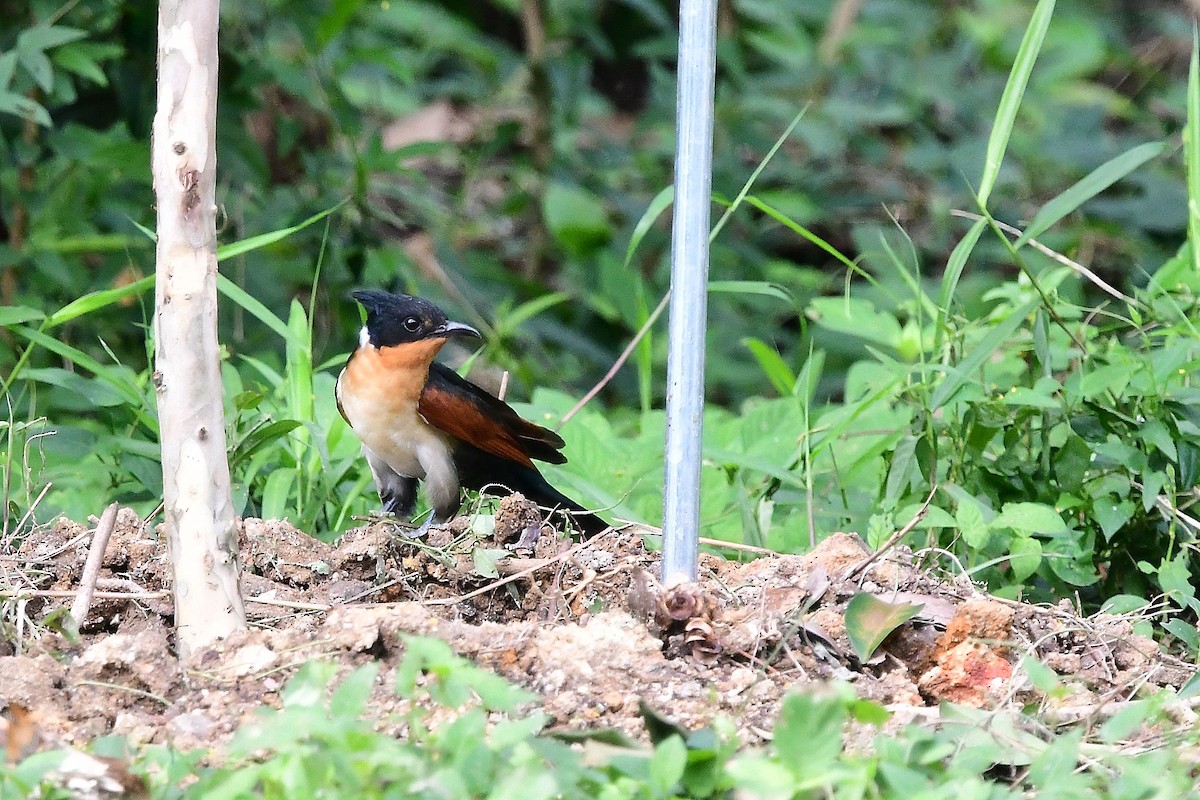 Chestnut-winged Cuckoo - Anonymous