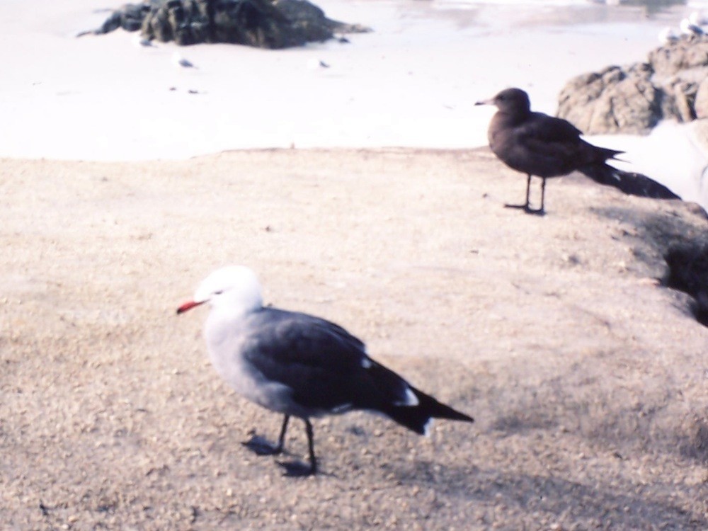 Heermann's Gull - ML132093111