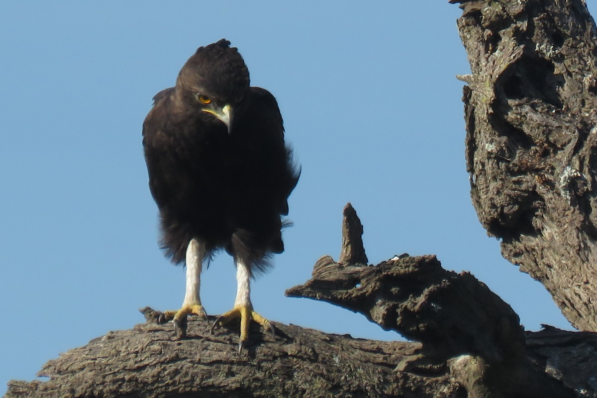 Long-crested Eagle - Becky Marvil