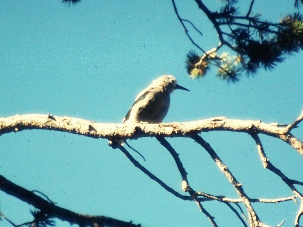 Clark's Nutcracker - ML132094001