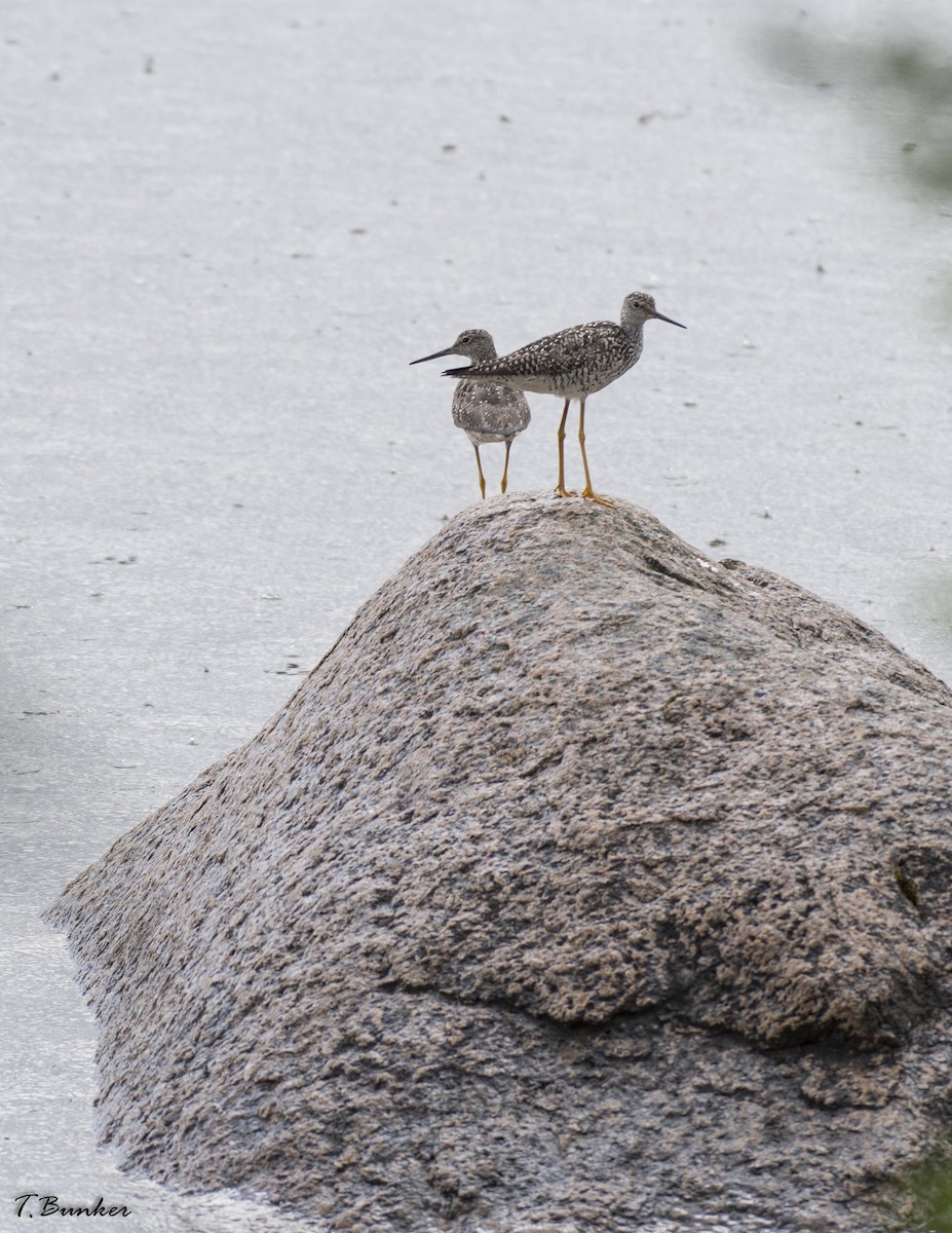 Greater Yellowlegs - Thomas Bunker