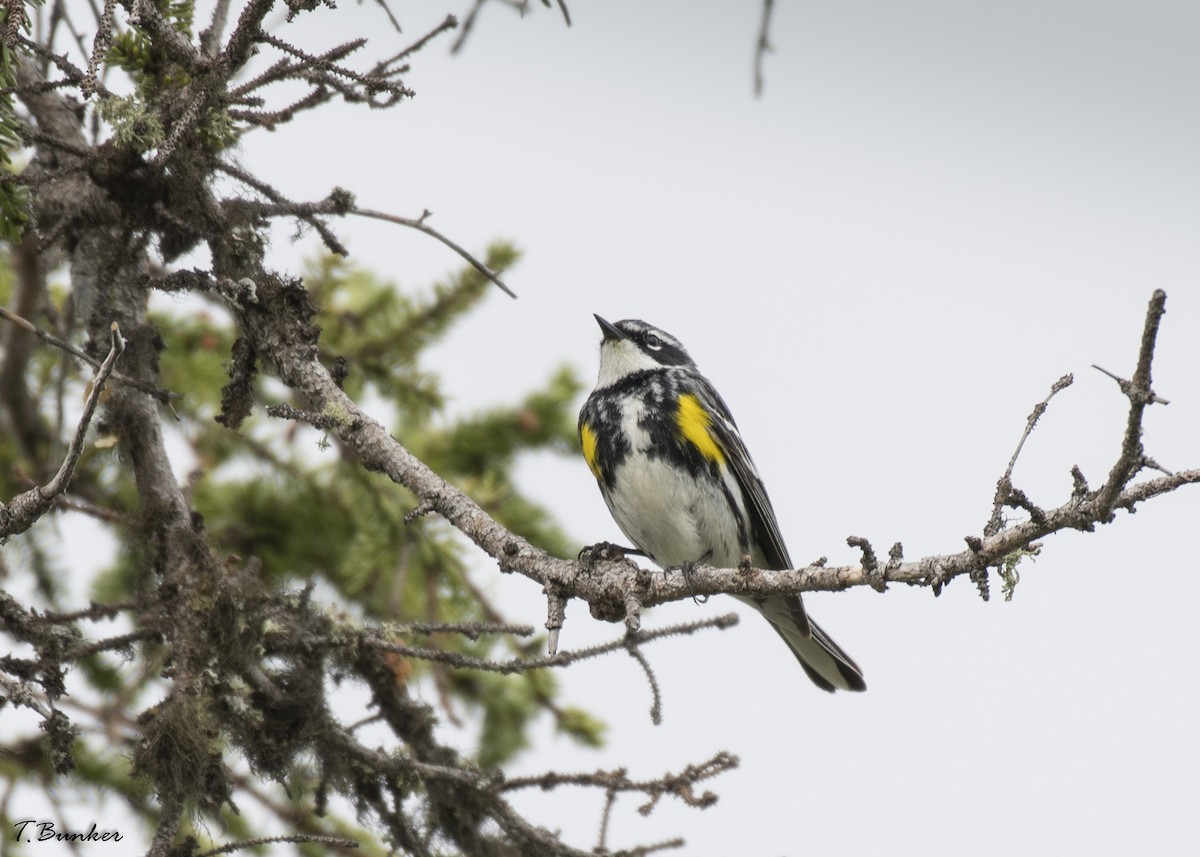 Yellow-rumped Warbler - ML132095641