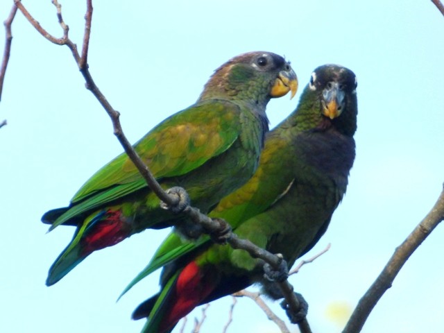 Scaly-headed Parrot - ML132095671