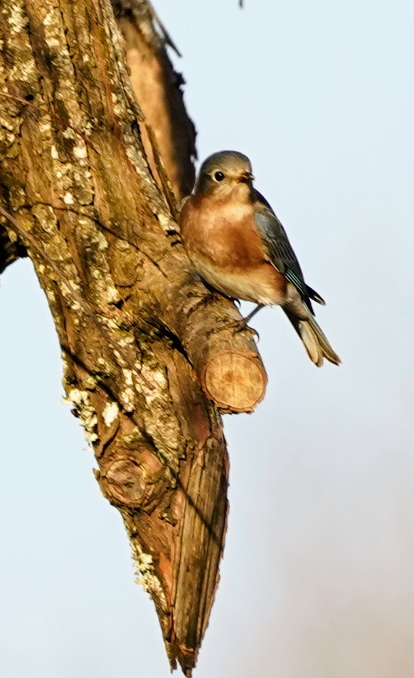 Eastern Bluebird - ML132095791