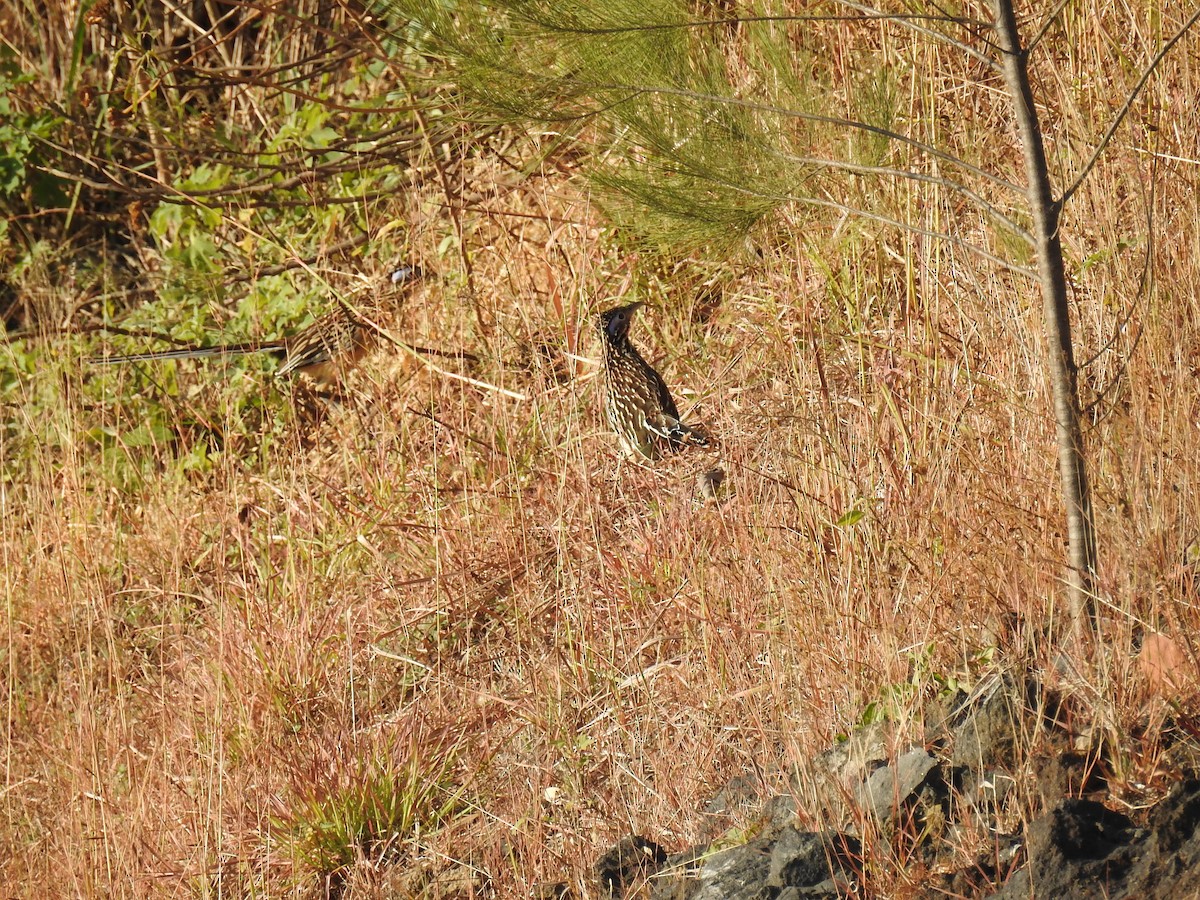 Lesser Roadrunner - ML132095861