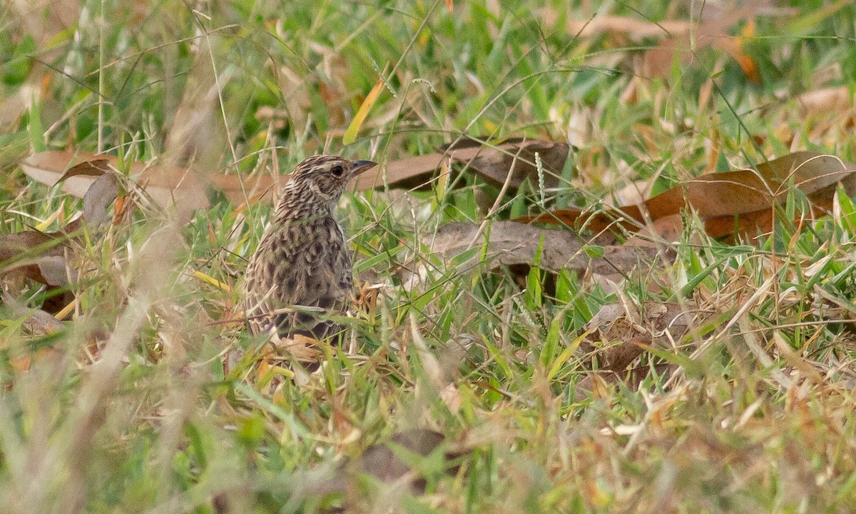 Indochinese Bushlark - ML132097111