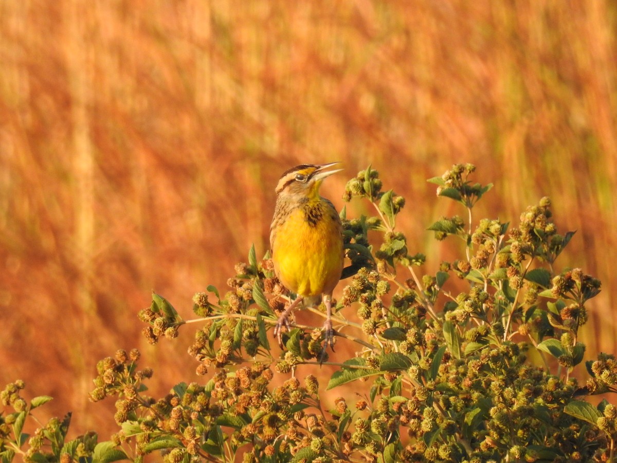 Eastern Meadowlark - ML132097211