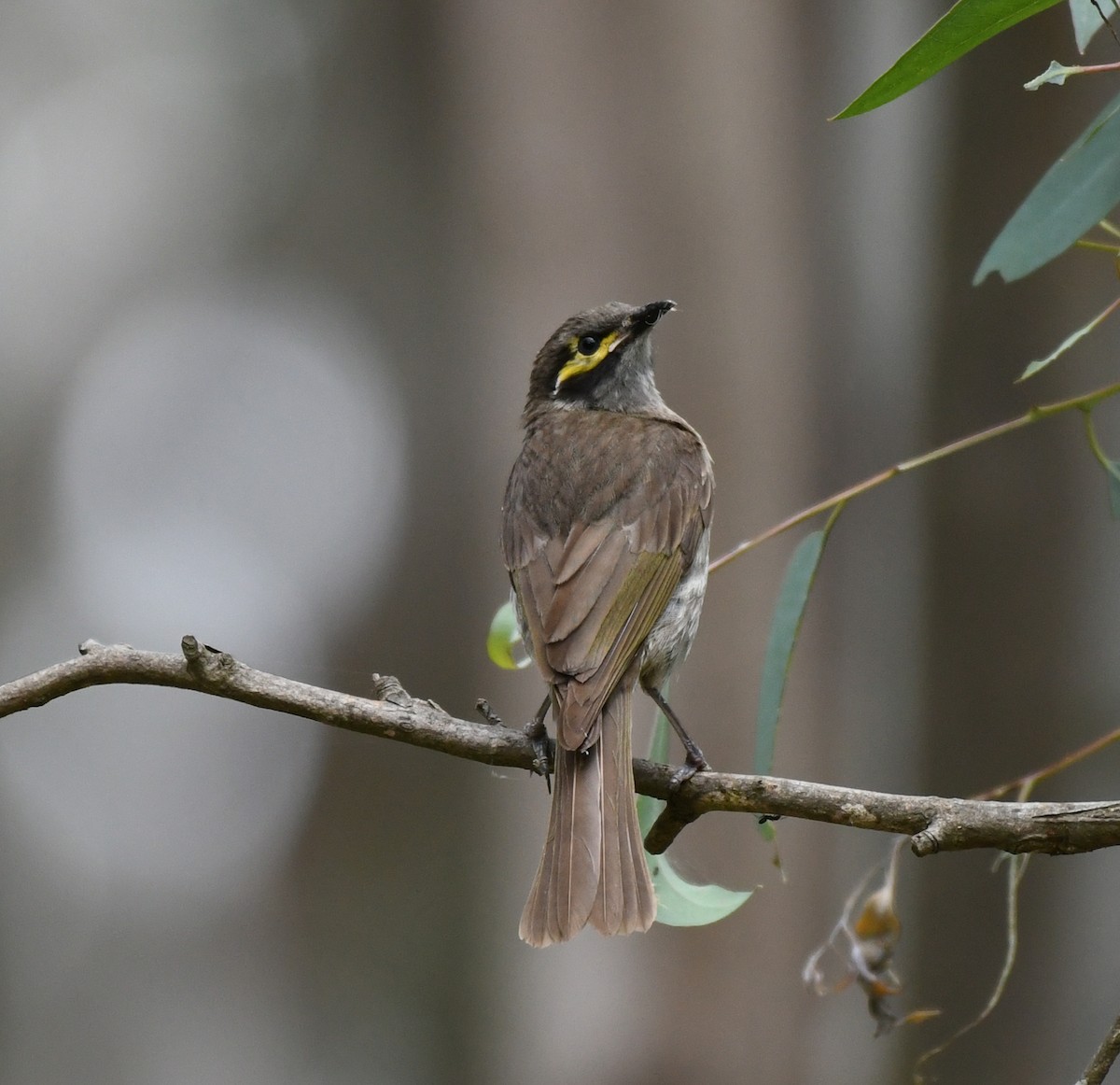 Yellow-faced Honeyeater - ML132098091